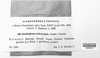 Lichenosticta alcicornaria image